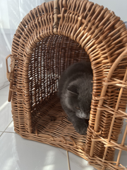 Wicker Pet Carrier - PlanetVine